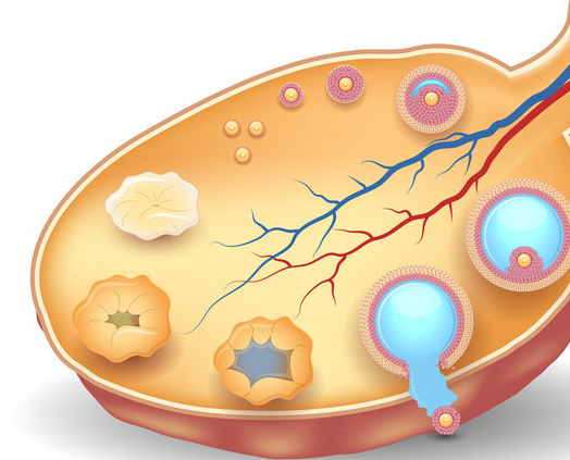 Chitosan Oligosaccharide Improves The Function Of Ovarian Granulosa Cells